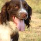 <h1 style="font-size: 12px">Cani da Caccia: Simpatico primo piano di un amabile spaniel da caccia..</h1>
